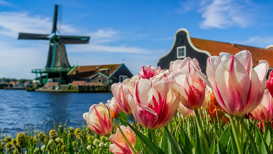 Zaanse Schans & Giethoorn Day Trips