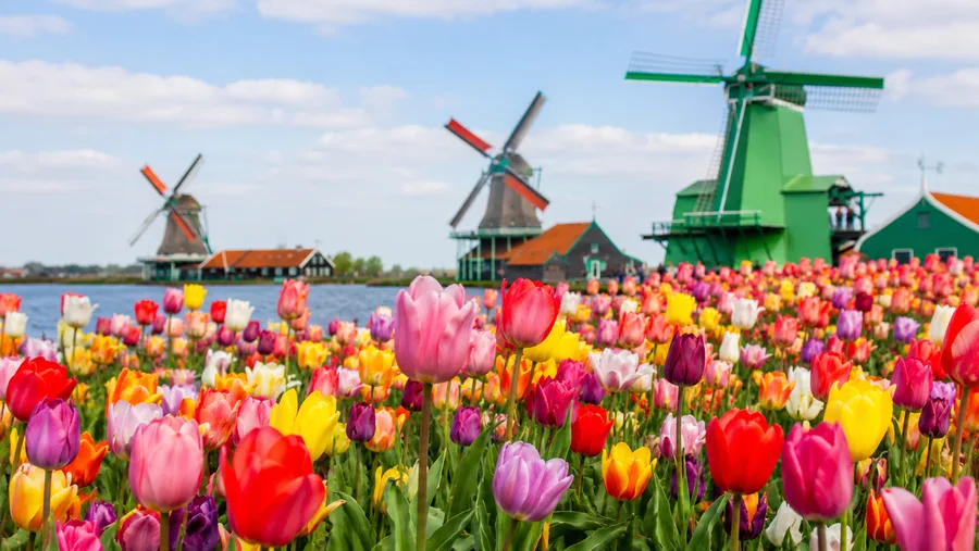 Zaanse Schans & Keukenhof: Tulip Season Day Trips