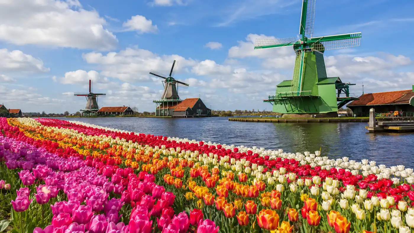Zaanse Schans & Keukenhof: Tulip Season Day Trips